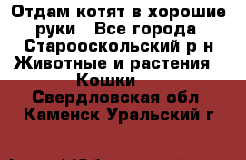 Отдам котят в хорошие руки - Все города, Старооскольский р-н Животные и растения » Кошки   . Свердловская обл.,Каменск-Уральский г.